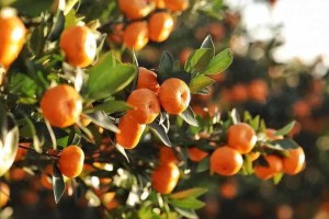 春节“上火”大作战：橘子、瓜子不再是难题！